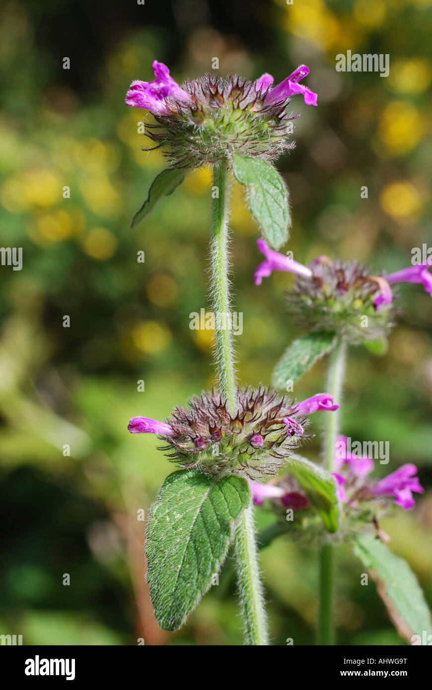 Wild Basil Clinopodium Vulgare High Resolution Stock Photography and ...