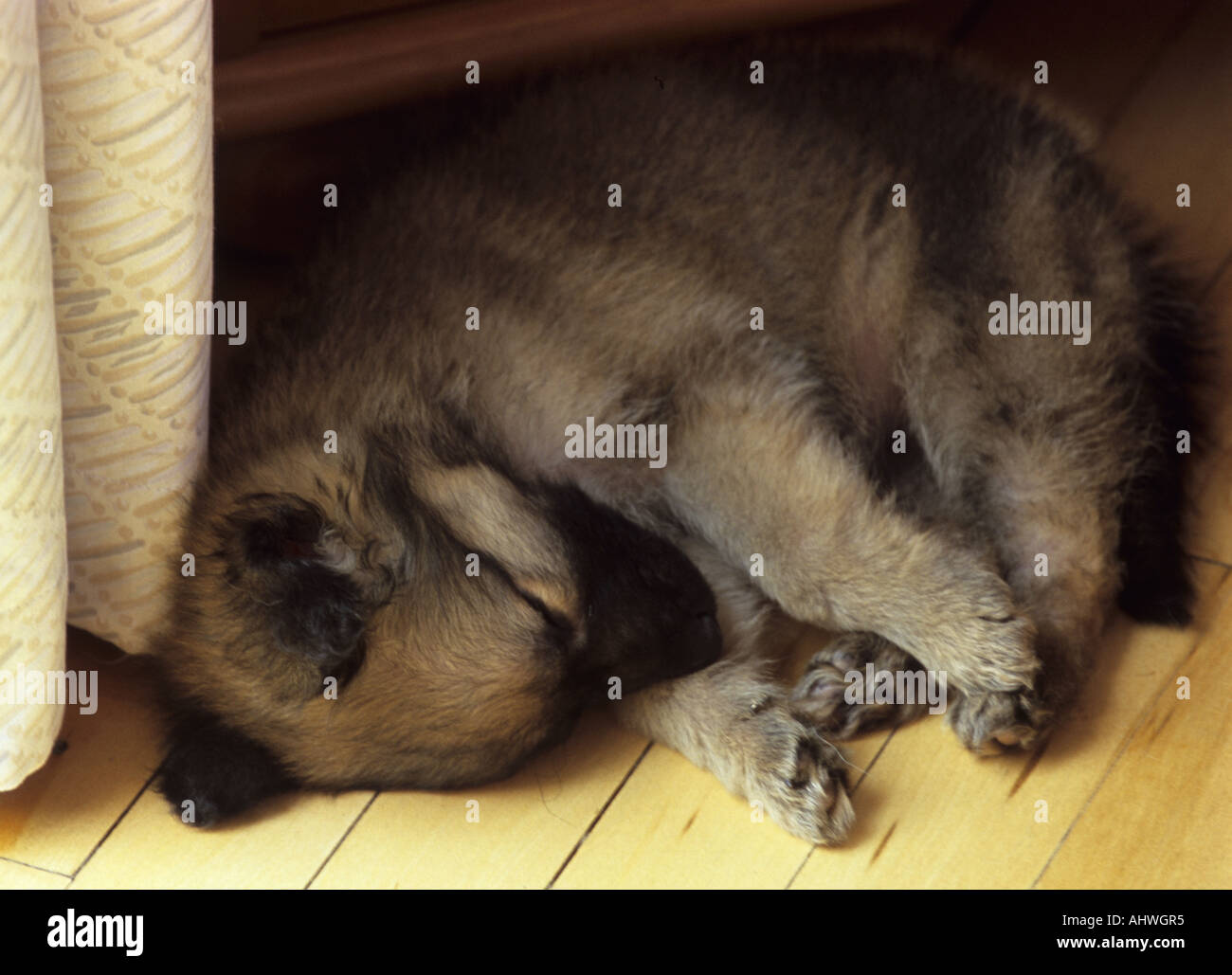 Puppy sleeping on wooden floor Stock Photo - Alamy