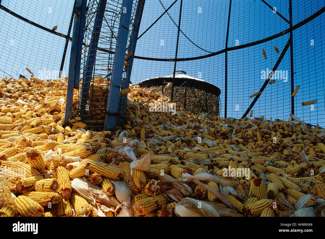 Corn cobs inside grain elevator Stock Photo Alamy