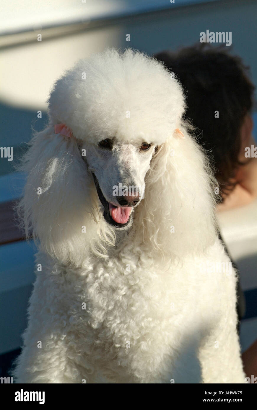 French Poodle dog Stock Photo Alamy