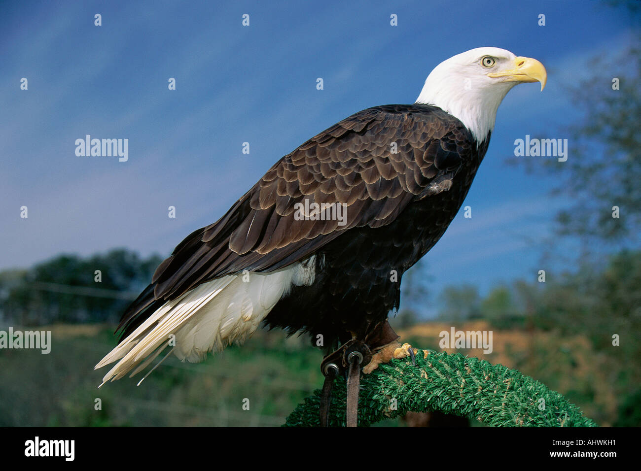 Bald eagle photograph hi-res stock photography and images - Alamy