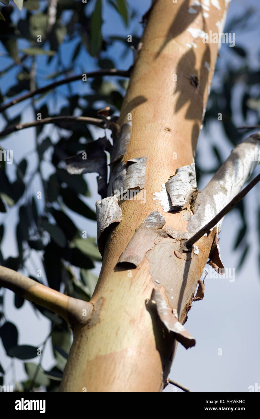 peeling bark on eucalyptus gunii (cider gum) tree Stock Photo