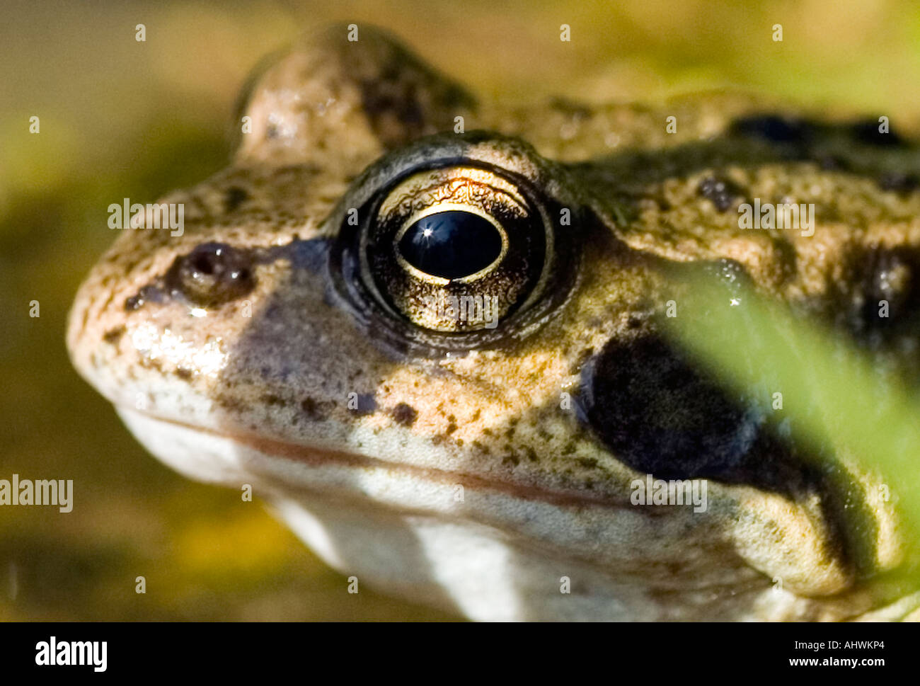 Common frog Rana Temporaria Stock Photo Alamy