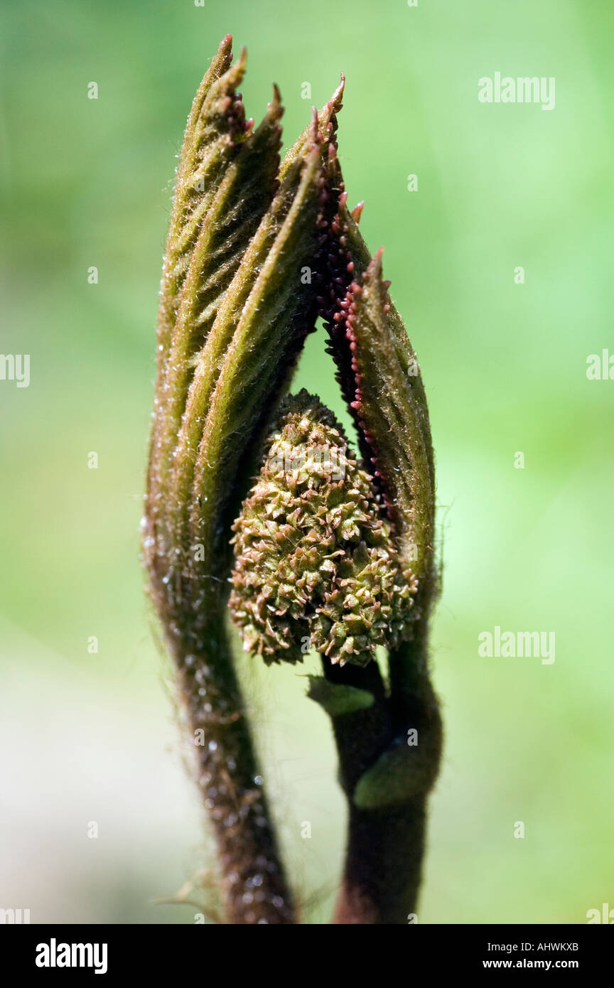 developing flower buds of rodgersia pinnata Stock Photo