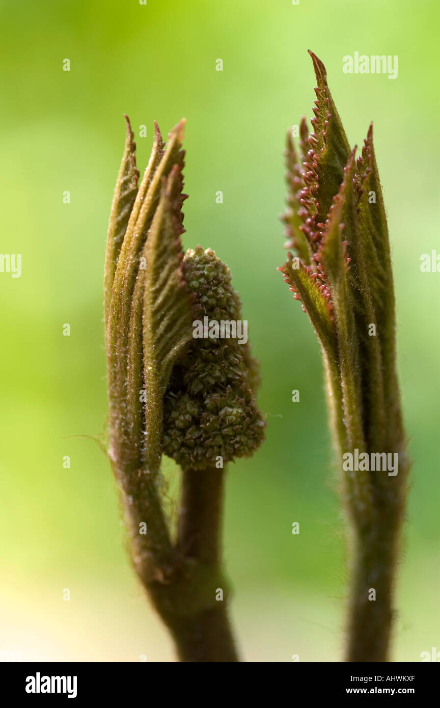 developing buds of Rodgersia pinnata Stock Photo