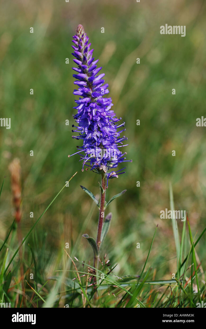 Spiked speedwell on the Great Orme North Wales Stock Photo