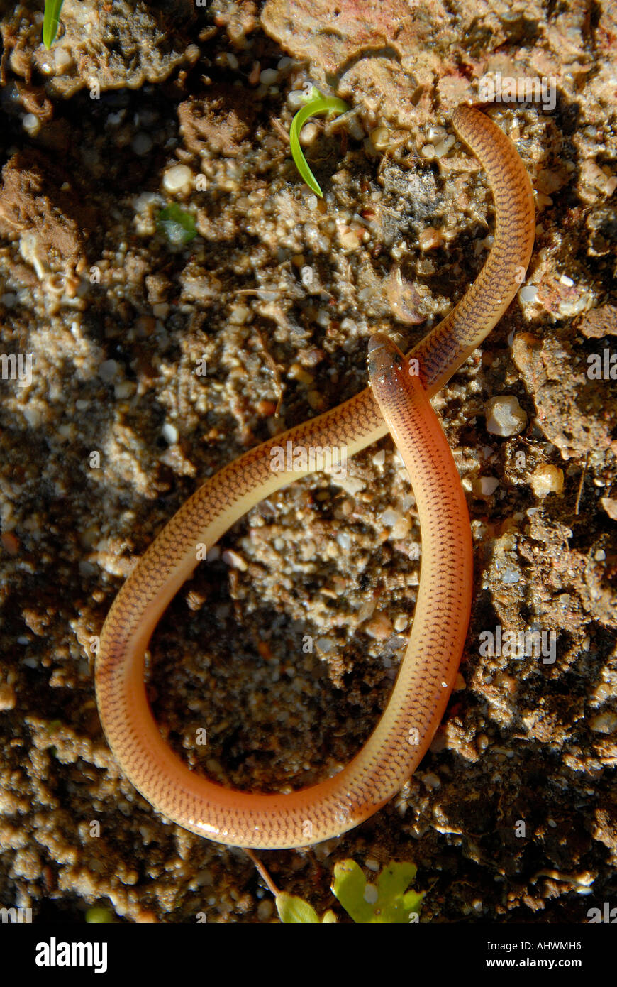 Small Harmless Burrowing Snake About 10 Inches Long Common In