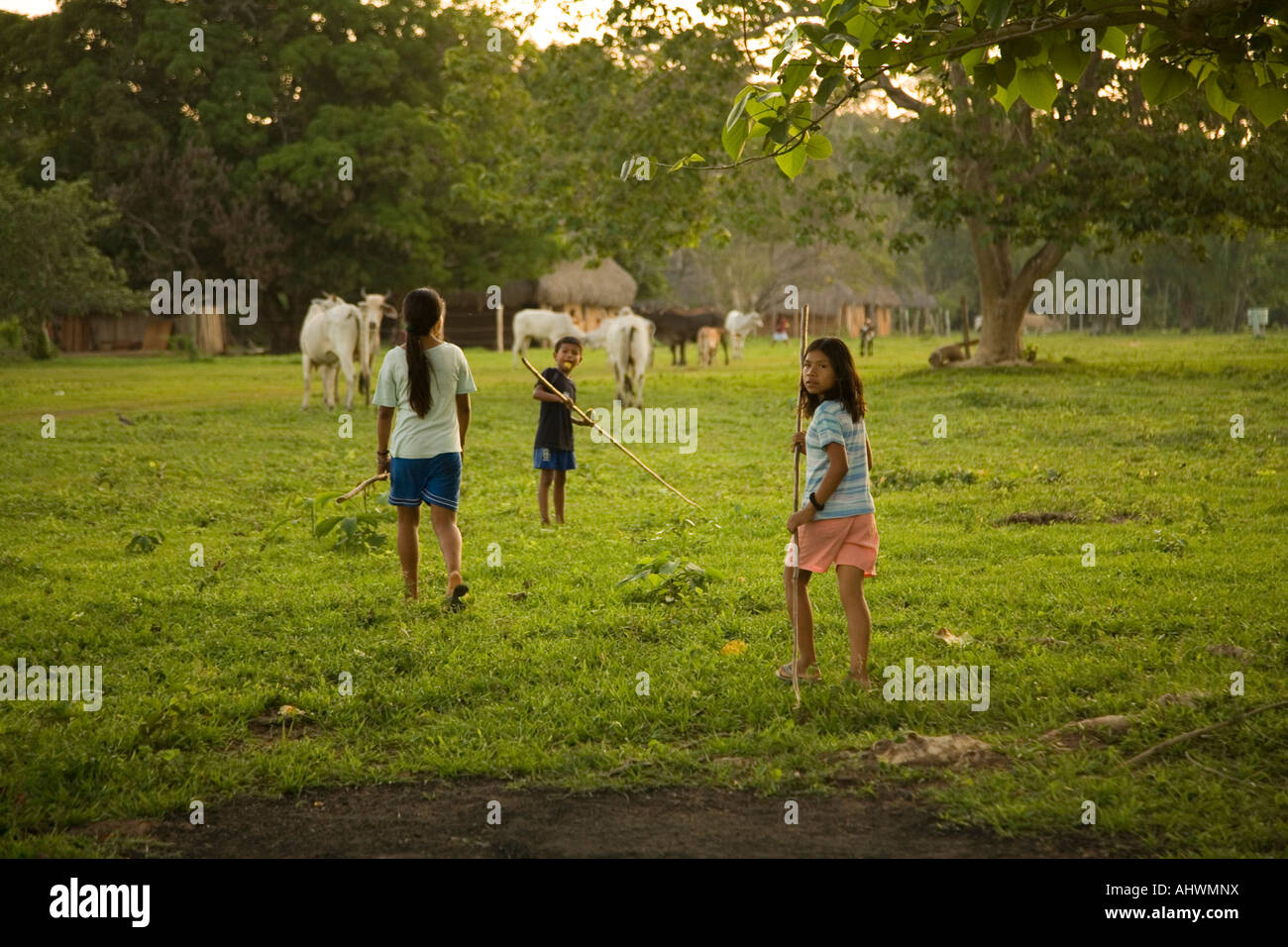 local girls herding the cows at dusk Stock Photo - Alamy