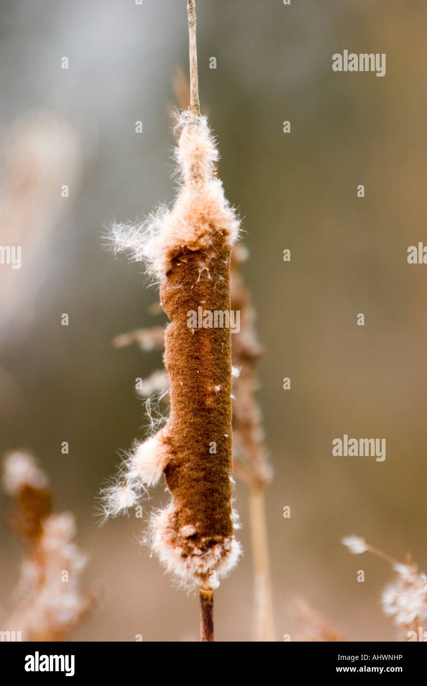 Bulrush [Typha] Stock Photo