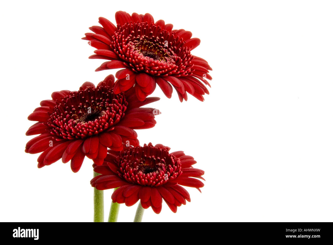 Three Red Gerbera Daisy flowers Stock Photo Alamy