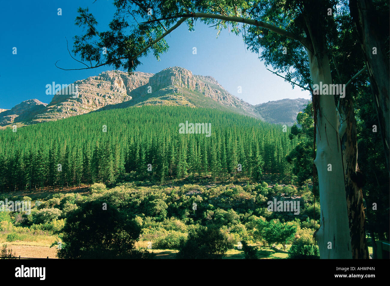 Pine forest Cedarberg Mountains Western Cape South Africa Stock Photo ...