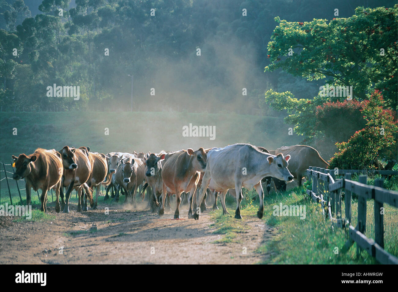A herd of Jersey Cows raising dust as they come for milking on a dairy