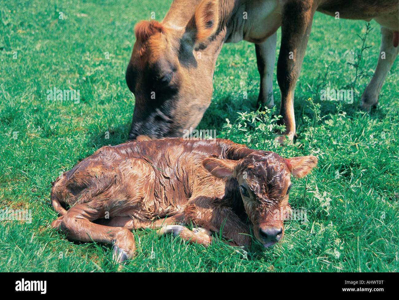 A Jersey Cow licking her new born calf on a dairy farm in the Western