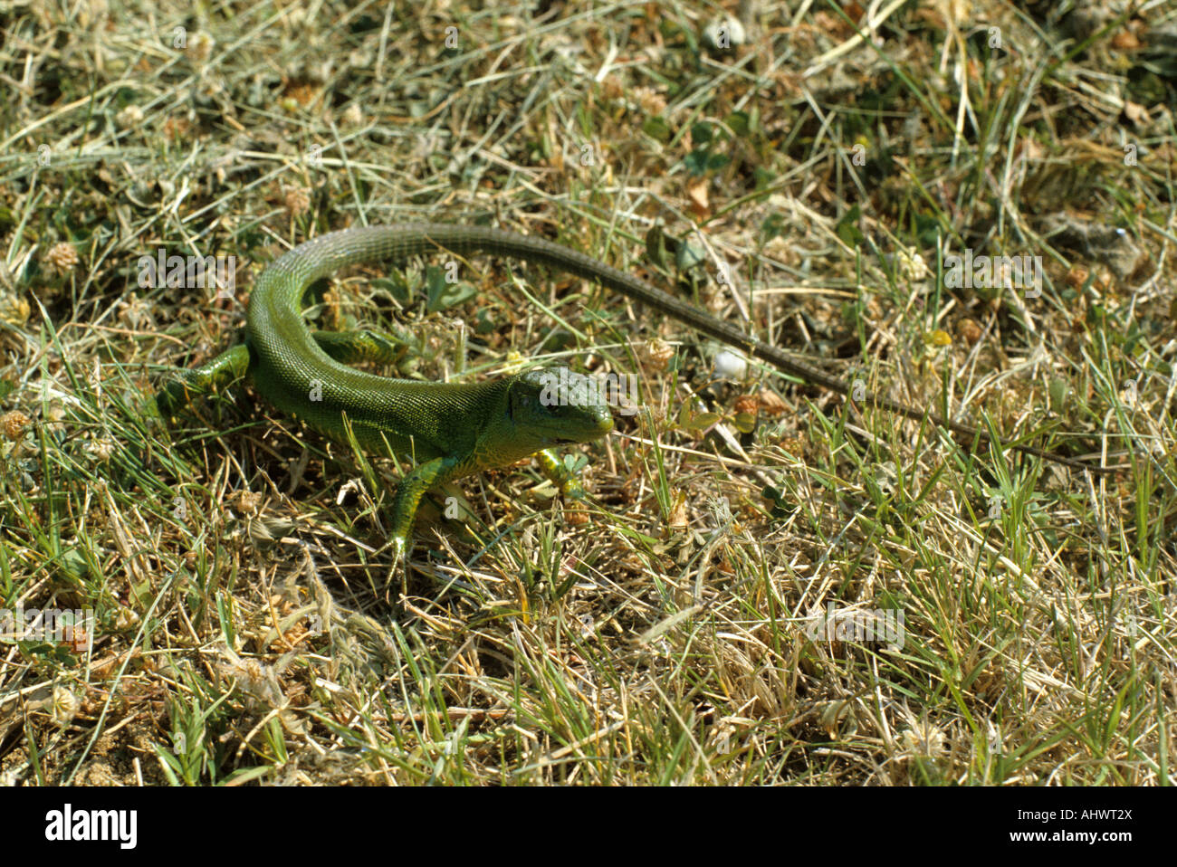 Lizard In Rome Western Green Lizard (Lacerta bilineata viridis), near Rome, Italy ...