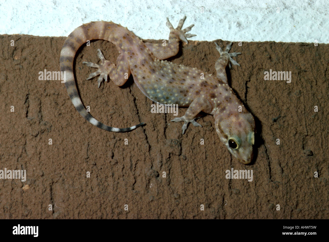 Mediterranean House Gecko (Hemidactylus turcicus), Rome, Italy Stock Photo Alamy
