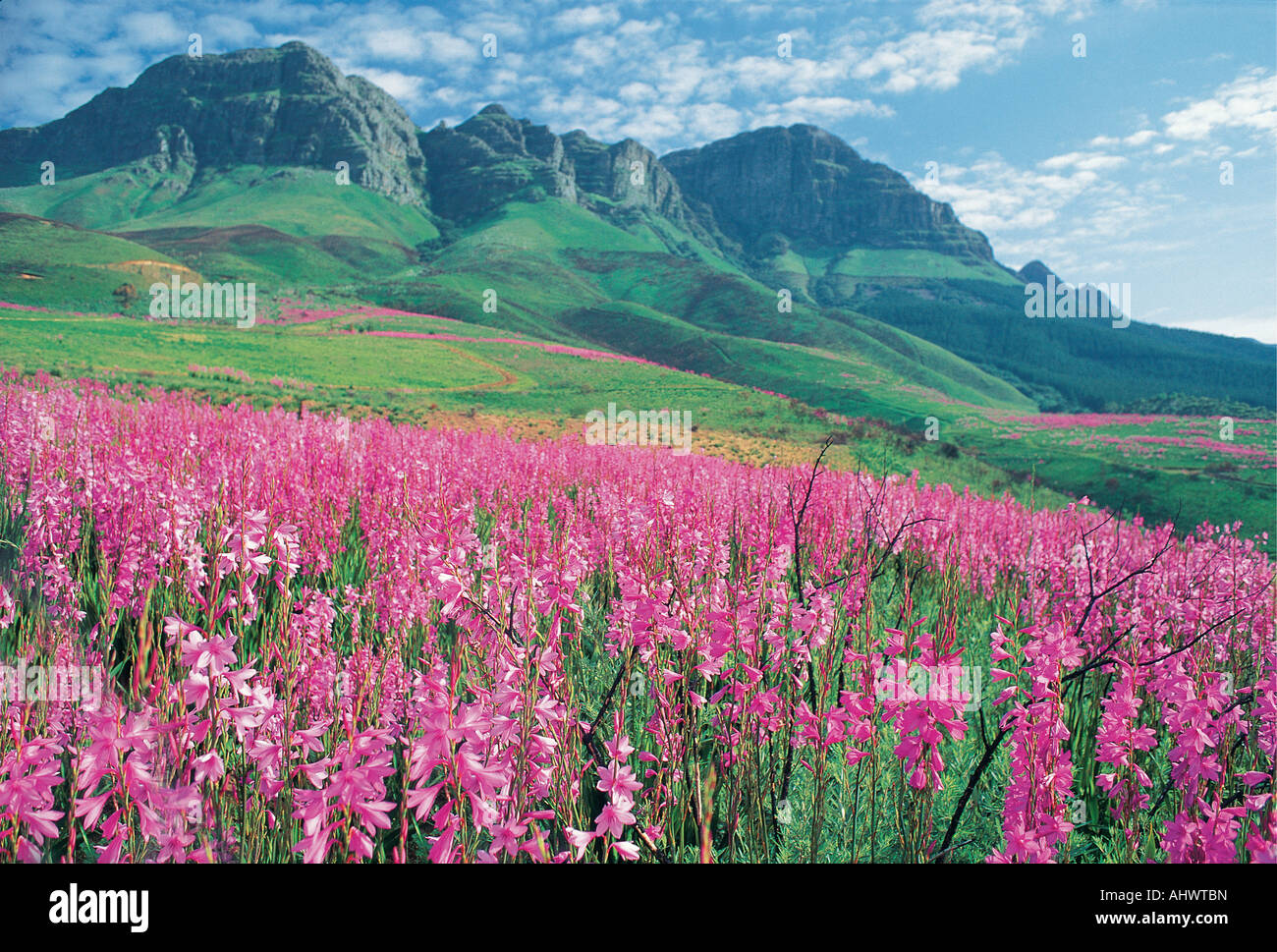 A spectacular display of wild Watsonia flowers in spring Helderberg Mountain Somerset West Western Cape South Africa Stock Photo