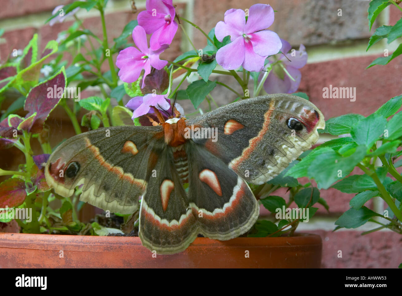 Moth Cecropia silkmoth Hyalophora cecropia Linnaeus Stock Photo - Alamy
