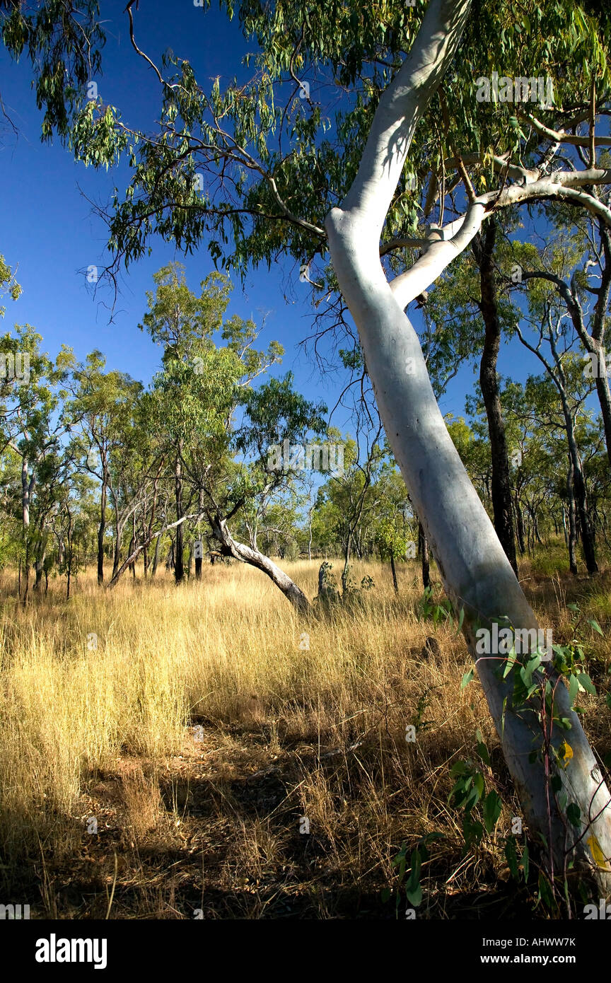 Gum tree, Gum tree /Eucalyptus Tree Queensland Australia Stock Photo