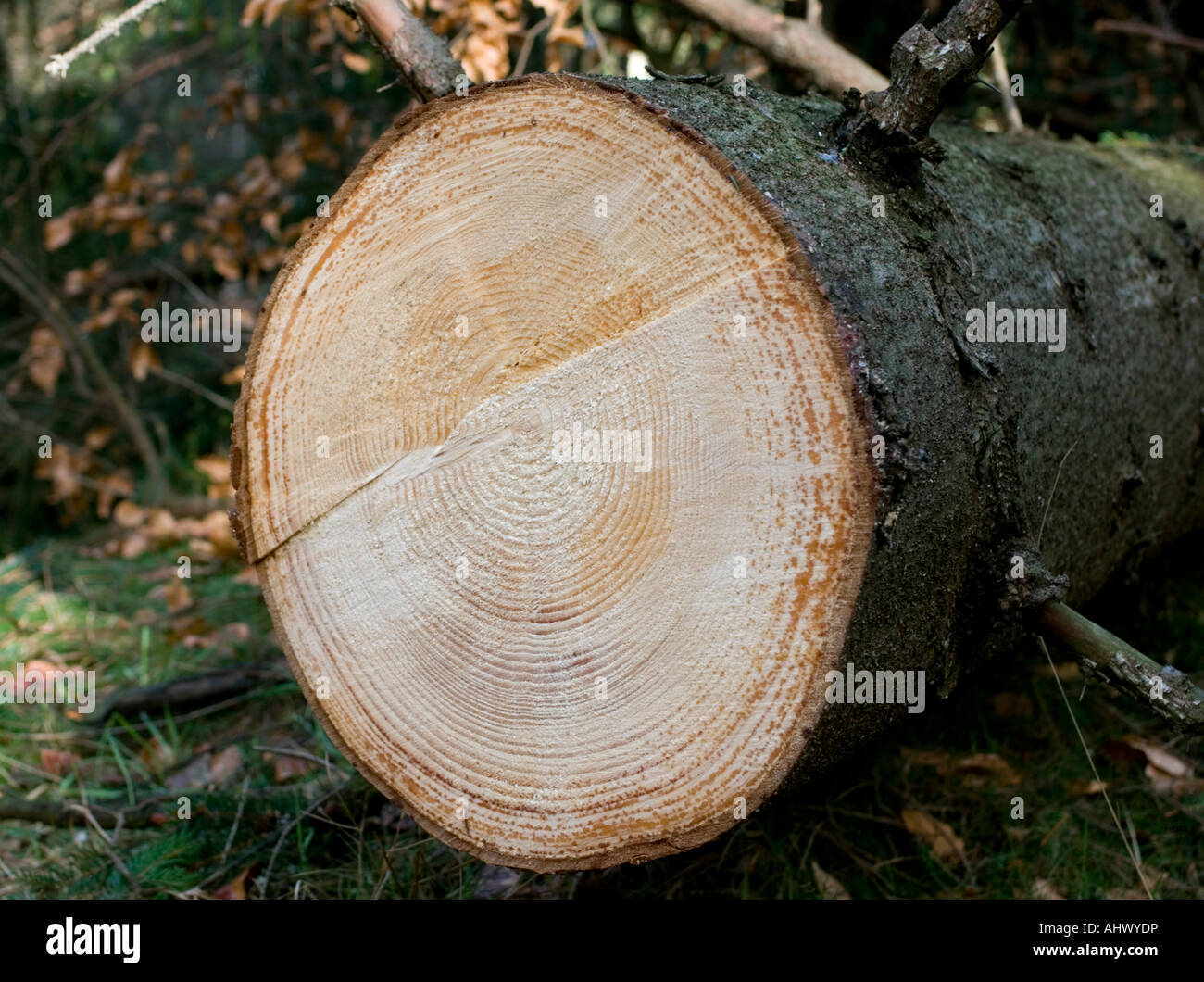 Tree cut rings in wood hi-res stock photography and images - Alamy