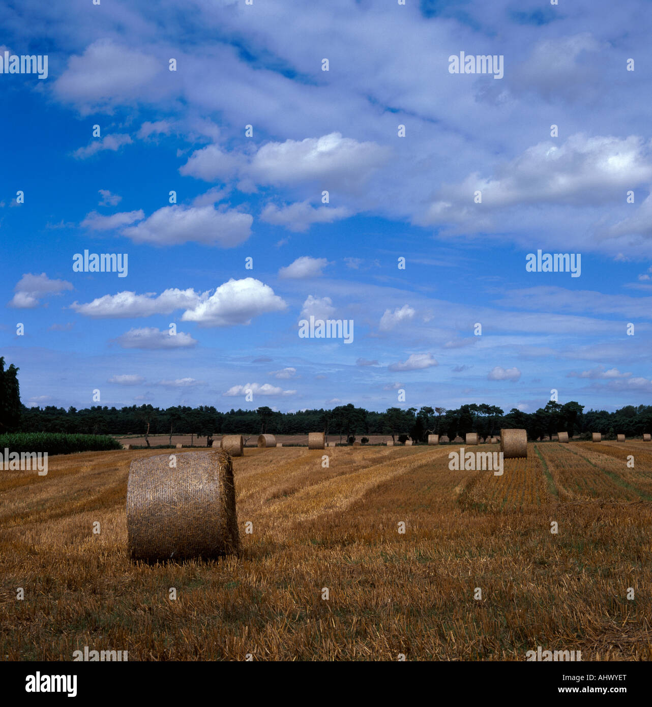 Bales of straw in a field near Thetford, Norfolk, UK Stock Photo