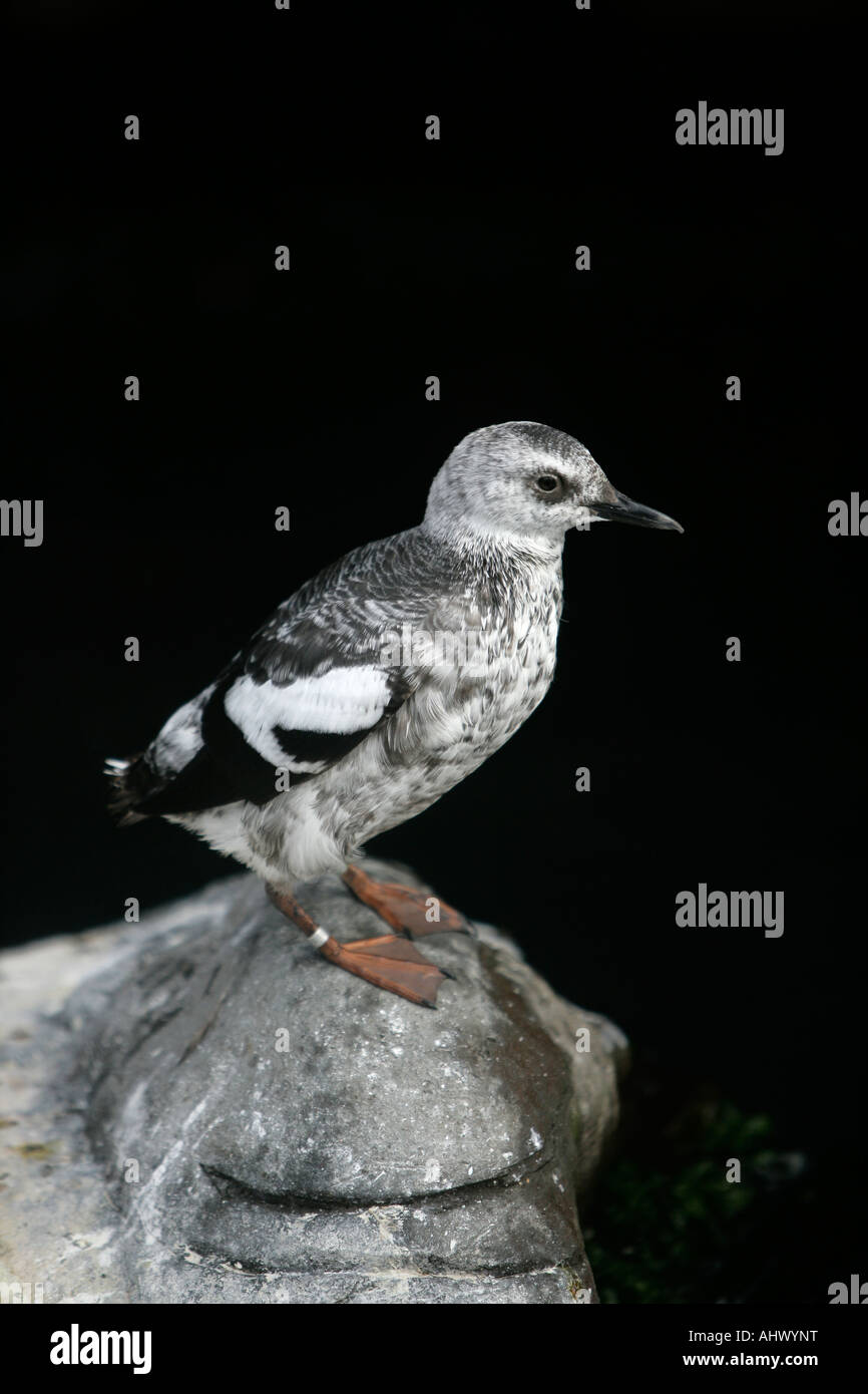 Pigeon guillemot Cepphus columba Stock Photo Alamy