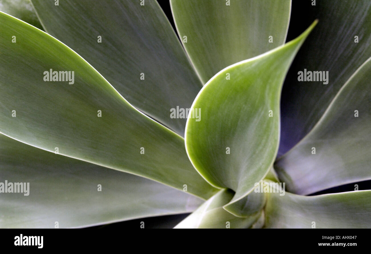 Agave cactus Stock Photo Alamy