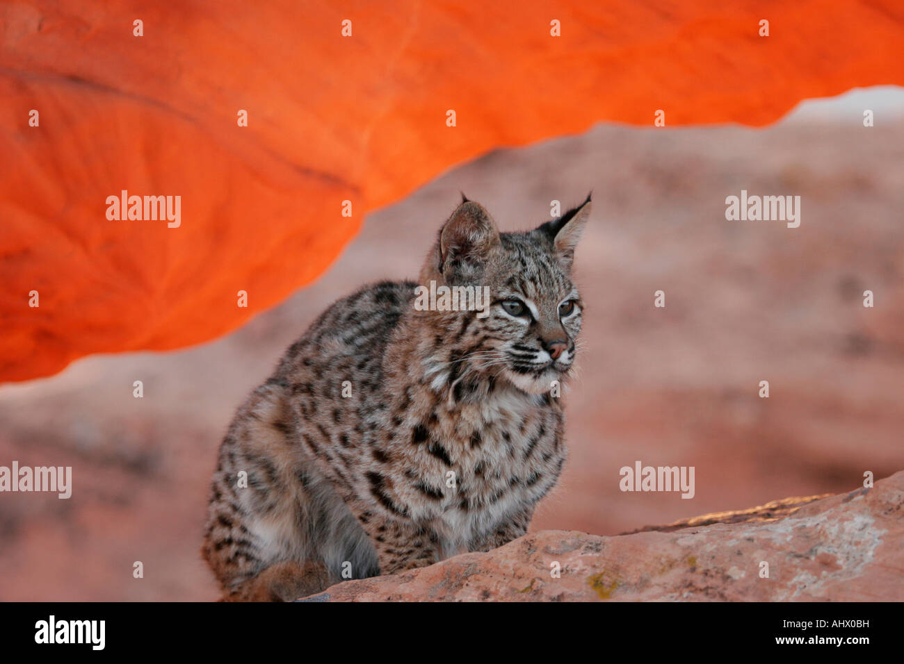 young bobcat in desert habitat, wildcat in red rocks of american west Stock Photo Alamy