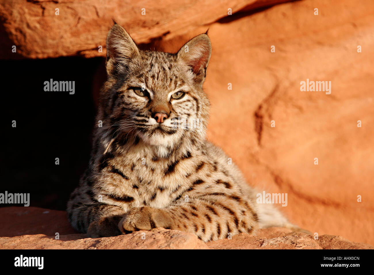 young bobcat in desert habitat, wildcat in red rocks of american west Stock Photo Alamy