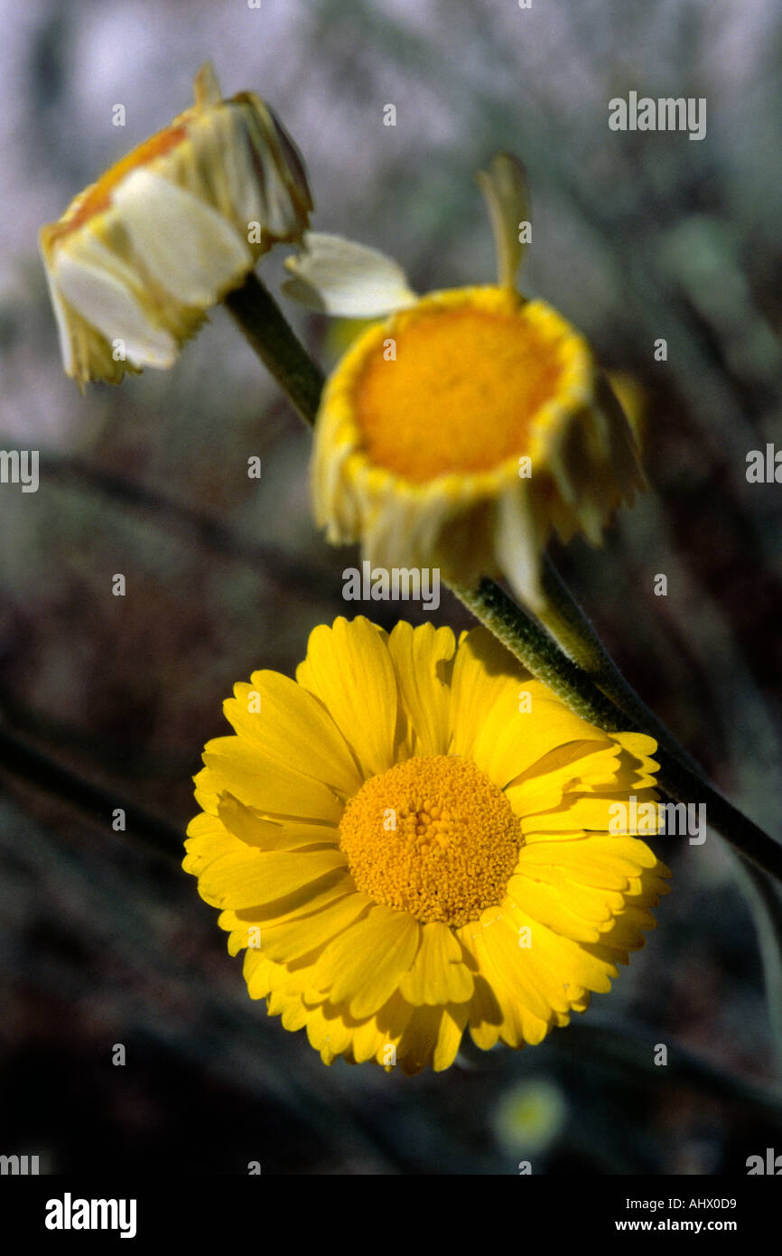 Three Desert Marigolds Baileya multiradiata  Stock Photo