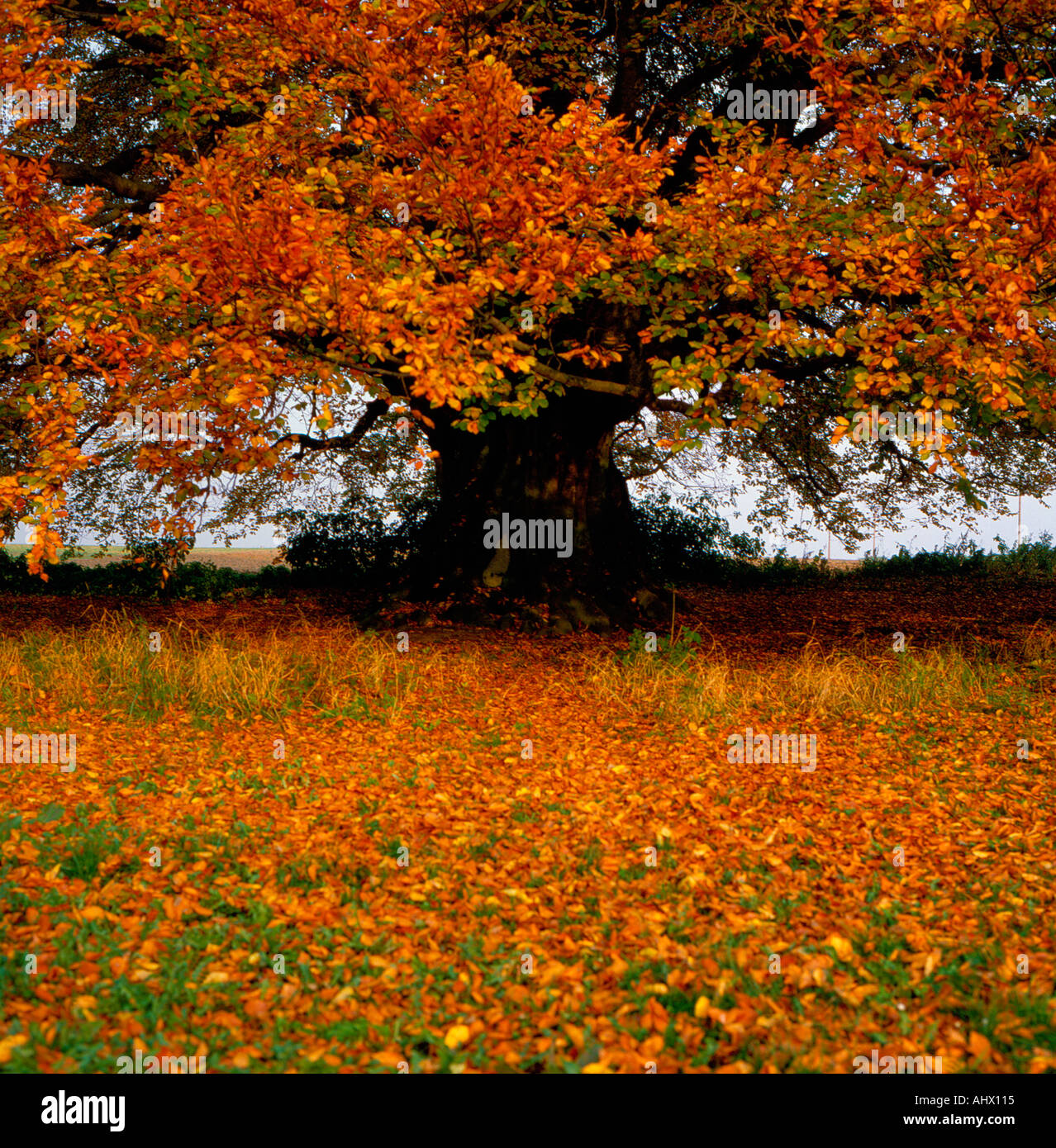 Beech Tree India Indian beech tree hi-res stock photography and images - Alamy