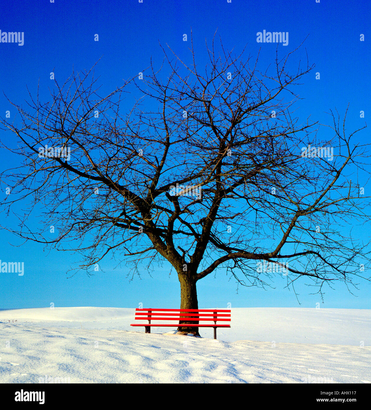 Winter Cherry Tree High Resolution Stock Photography And Images Alamy
