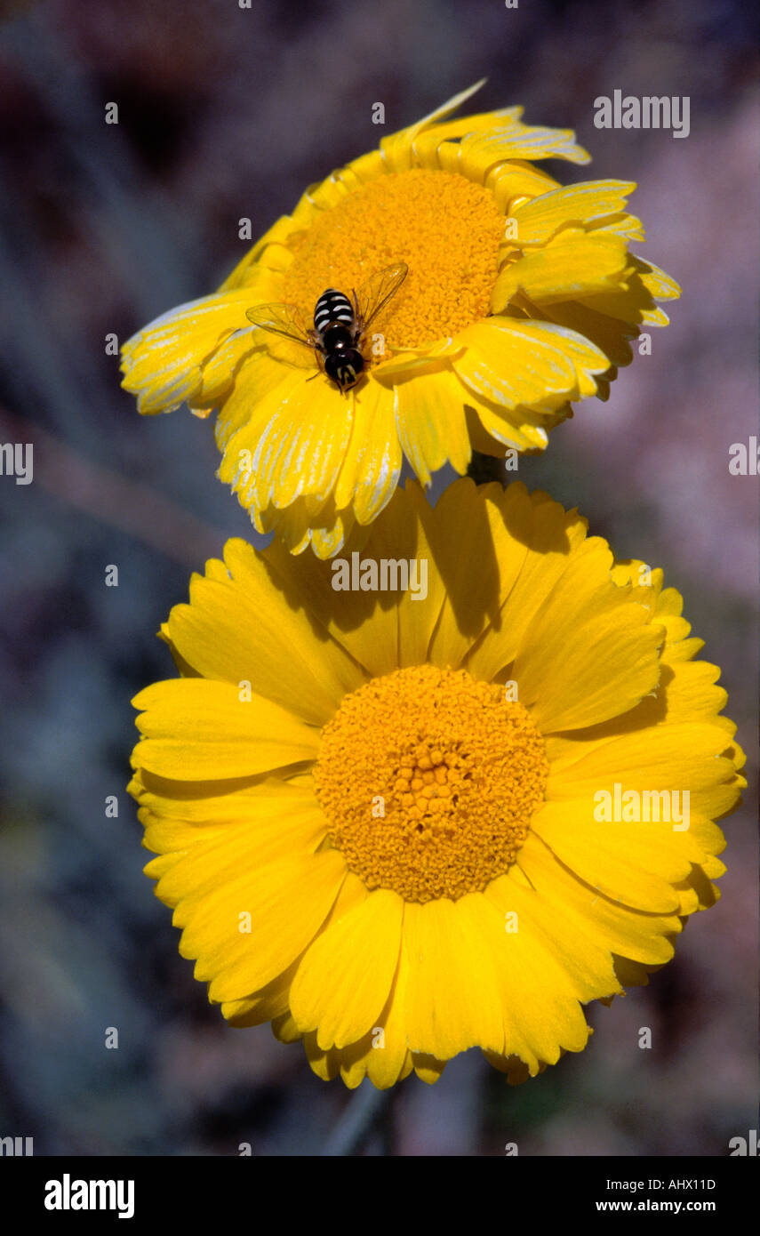 Two Desert Marigolds Baileya multiradiata with fly Stock Photo