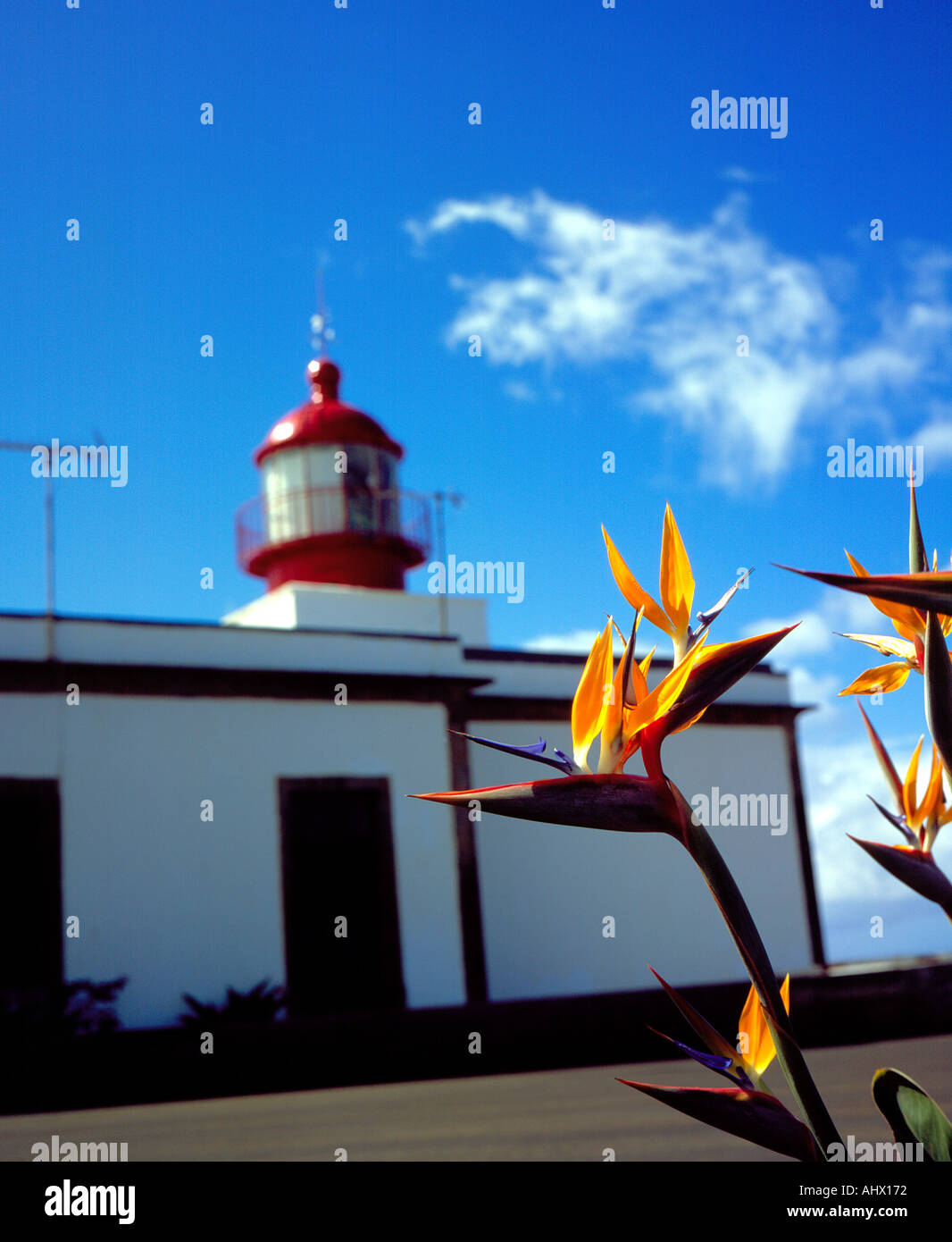 Strelitzia reginae Ponta do Pargo Madeira Portugal lighthouse. Photo by Willy Matheisl Stock Photo
