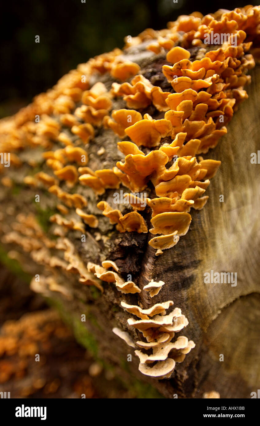 OLD LOGS WITH MOSS AND FUNGUS IN ENGLISH WOODLAND UK Stock Photo