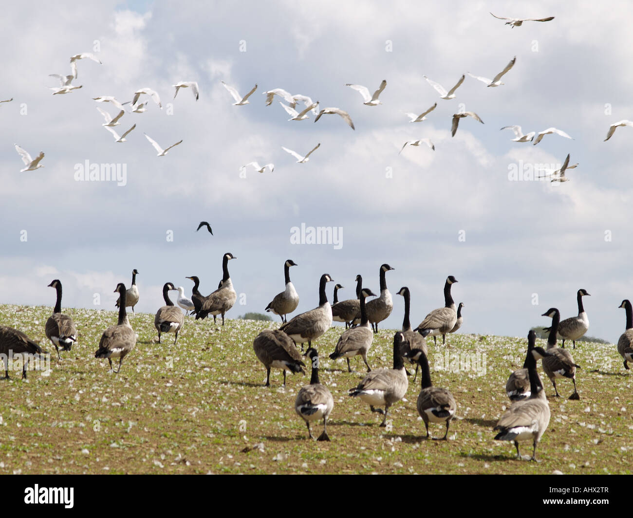 A flock of Canada geese in a farmers field, with a flock of seagulls ...
