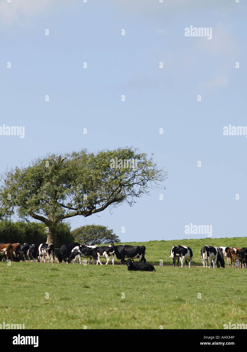 Herd of cows in a Field beside a typical Cornish tree, with a clear ...