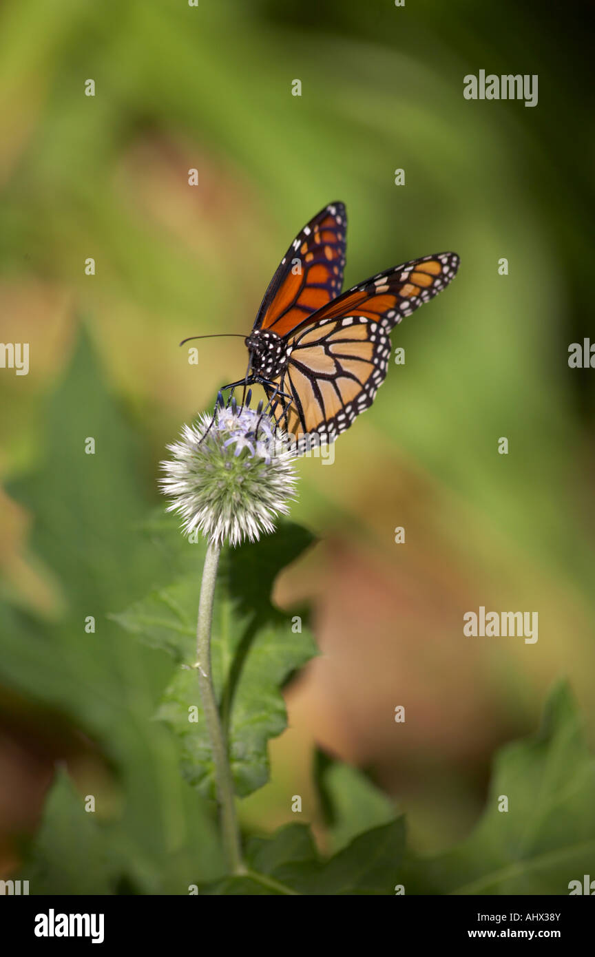 Monarch Butterflies Danaus Plexippus Stock Photo Alamy