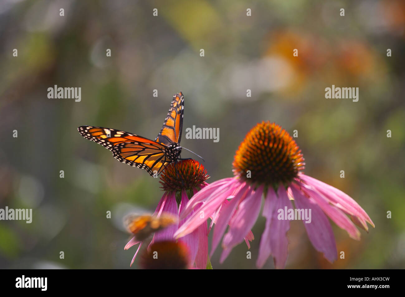 Monarch Butterfly Danaus plexippus on Cone Flower Stock Photo - Alamy