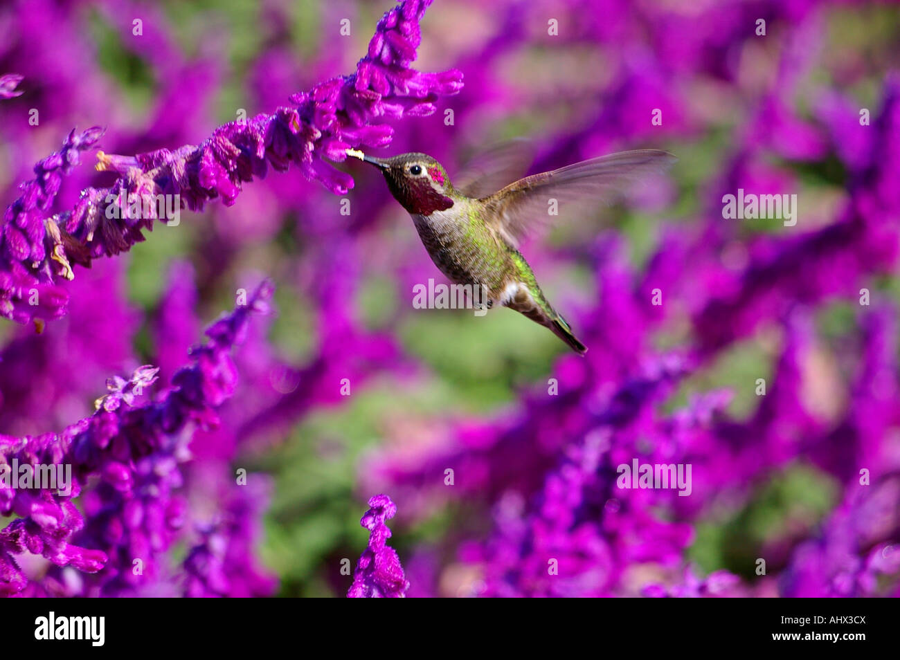 Hummingbird feeding in Sonoma California Stock Photo Alamy