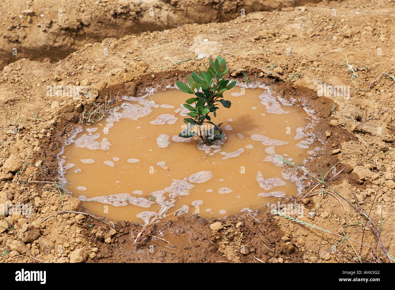 Newly planted shrub in puddle Stock Photo