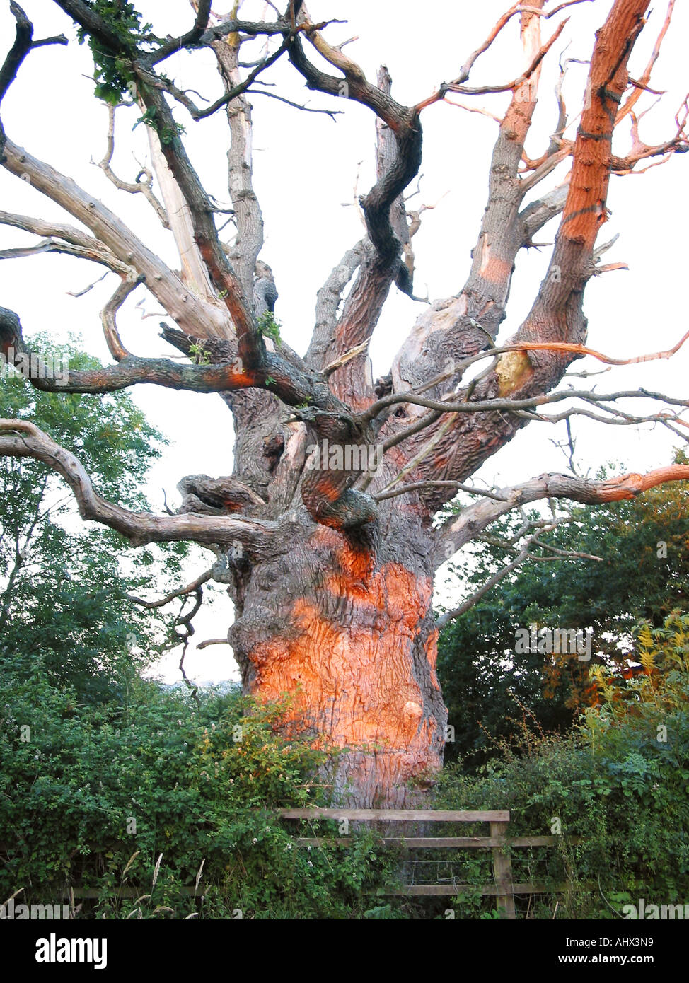 Ancient oak trees probably the remains of Gog and Magog, once part of a
