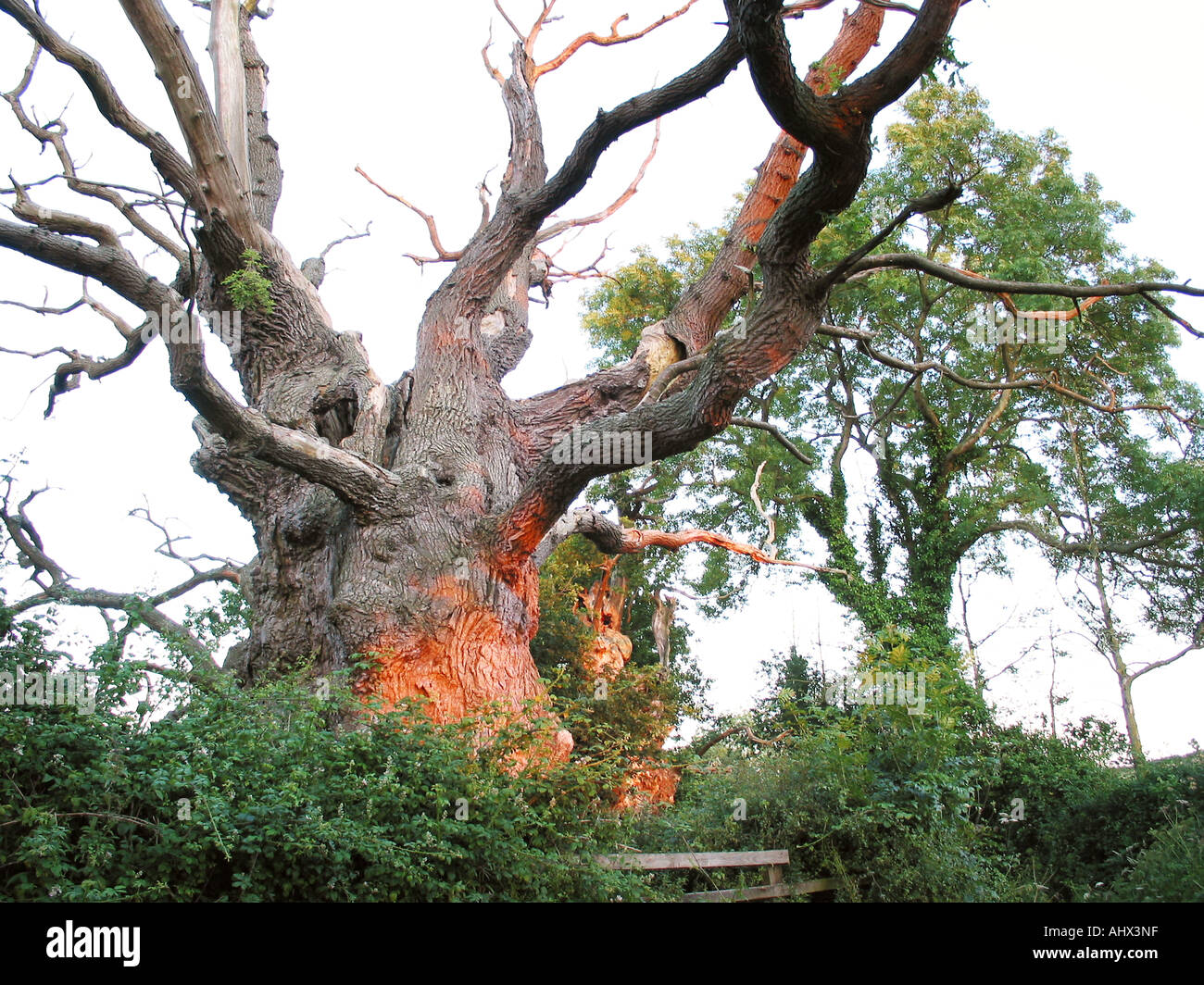 Ancient oak trees probably the remains of Gog and Magog, once part of a