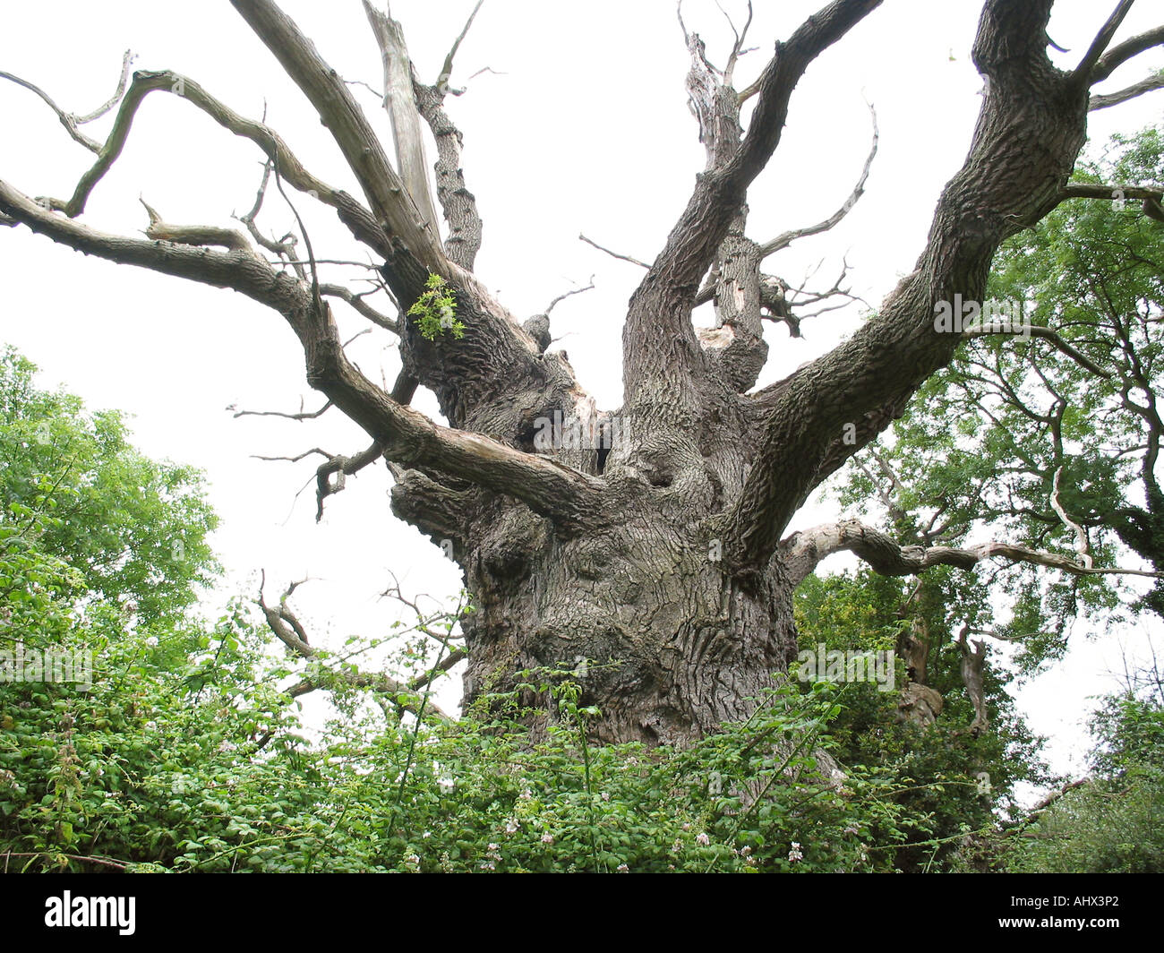 Ancient oak trees probably the remains of Gog and Magog, once part of a