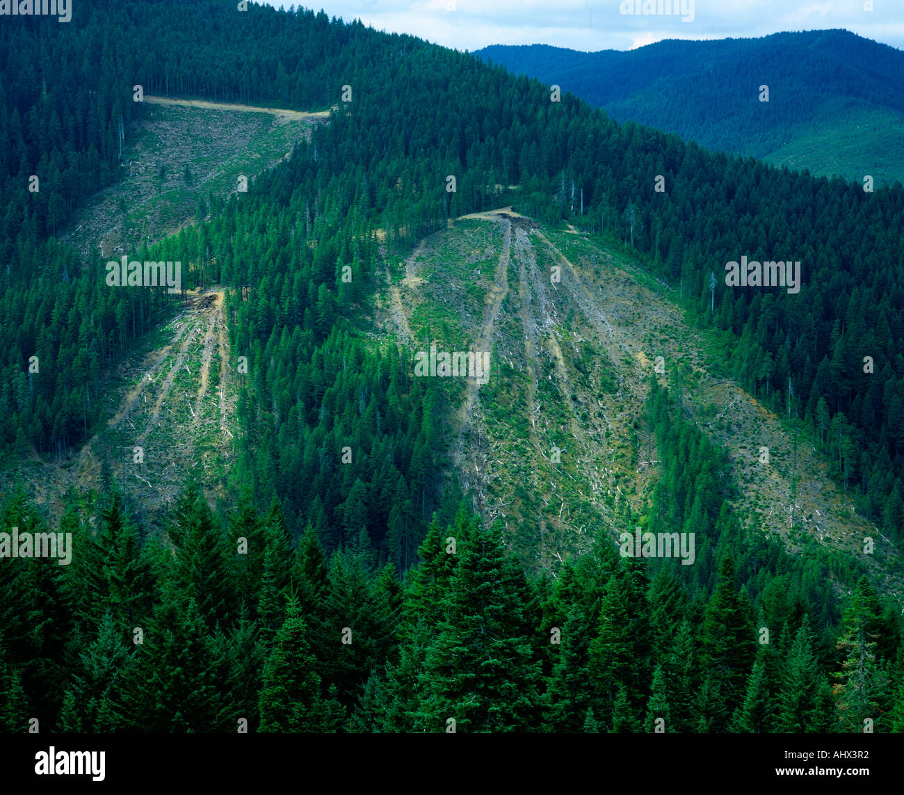 Patches of clear cut mountain Stock Photo