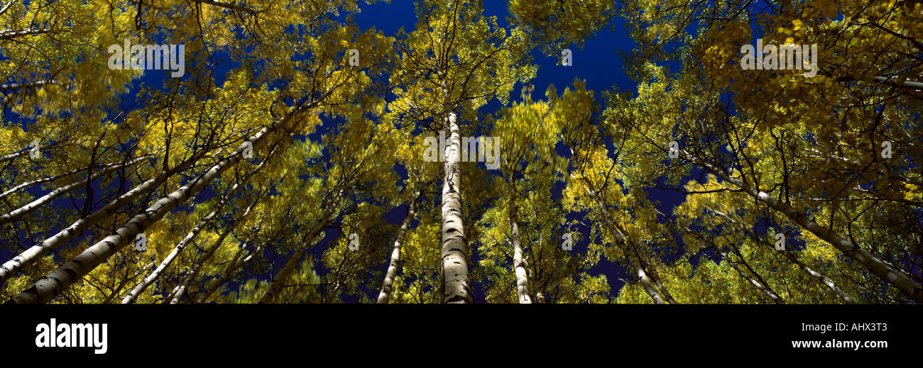 Trees forest hi-res stock photography and images - Alamy