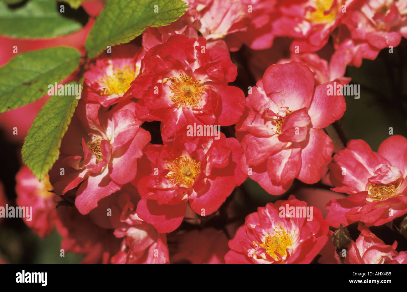 San Antonio Texas USA Botanical Garden Hybrid Musk Rose Robin Hood