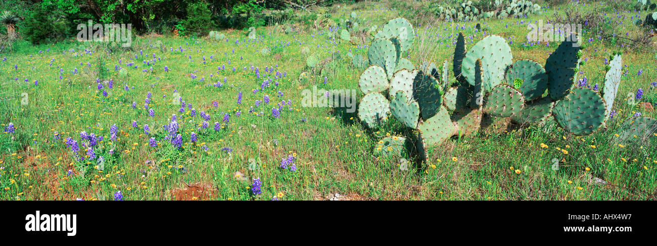Arizona wildflowers hi-res stock photography and images - Alamy