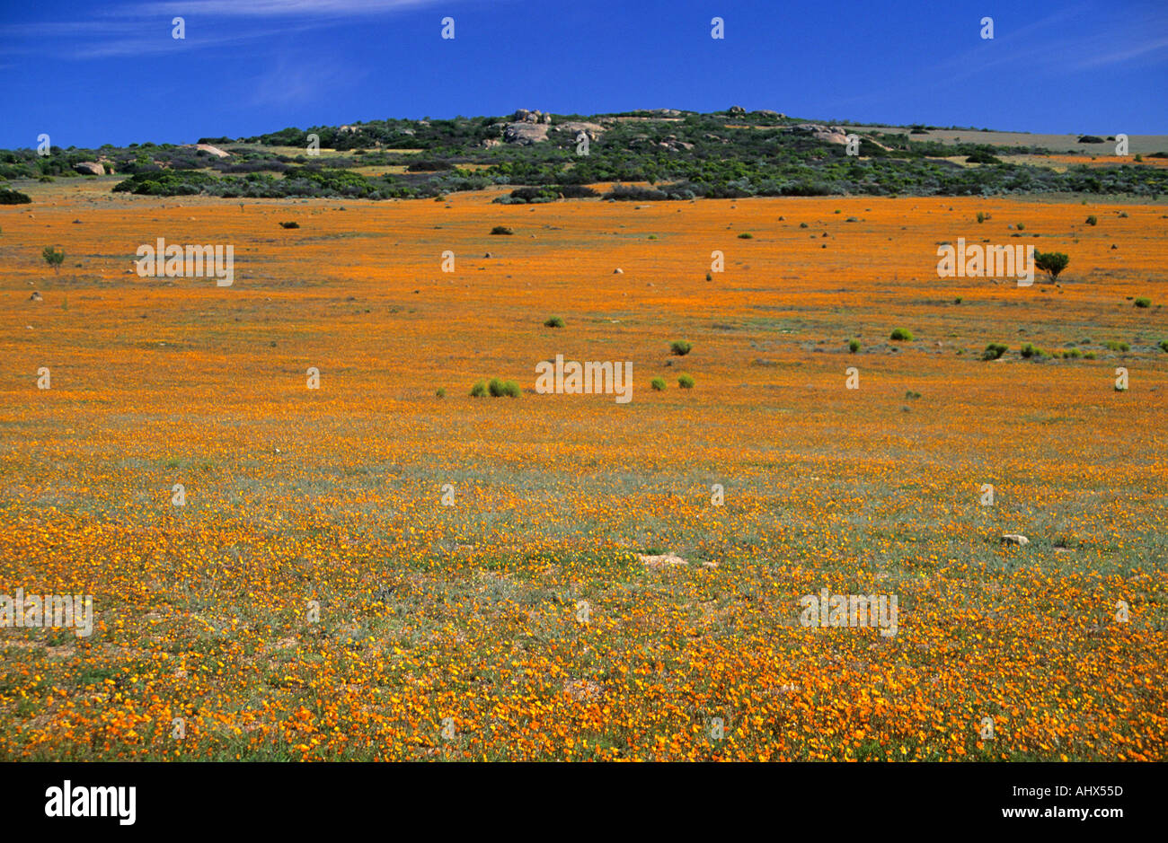 Flower carpet Namaqualand South Africa Stock Photo