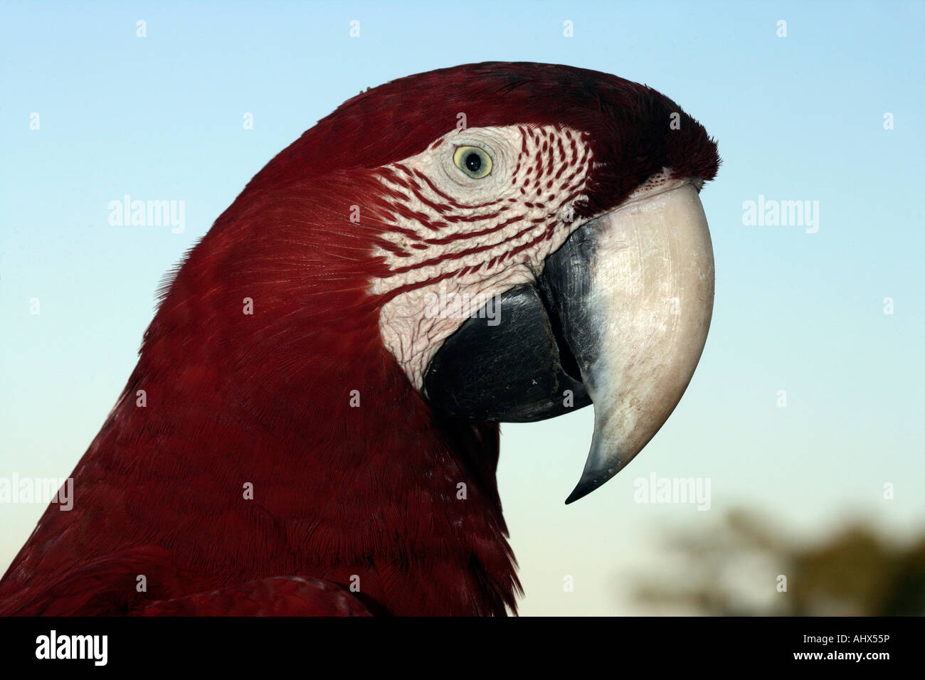 Red and green macaw Ara chloropterus Brazil Stock Photo