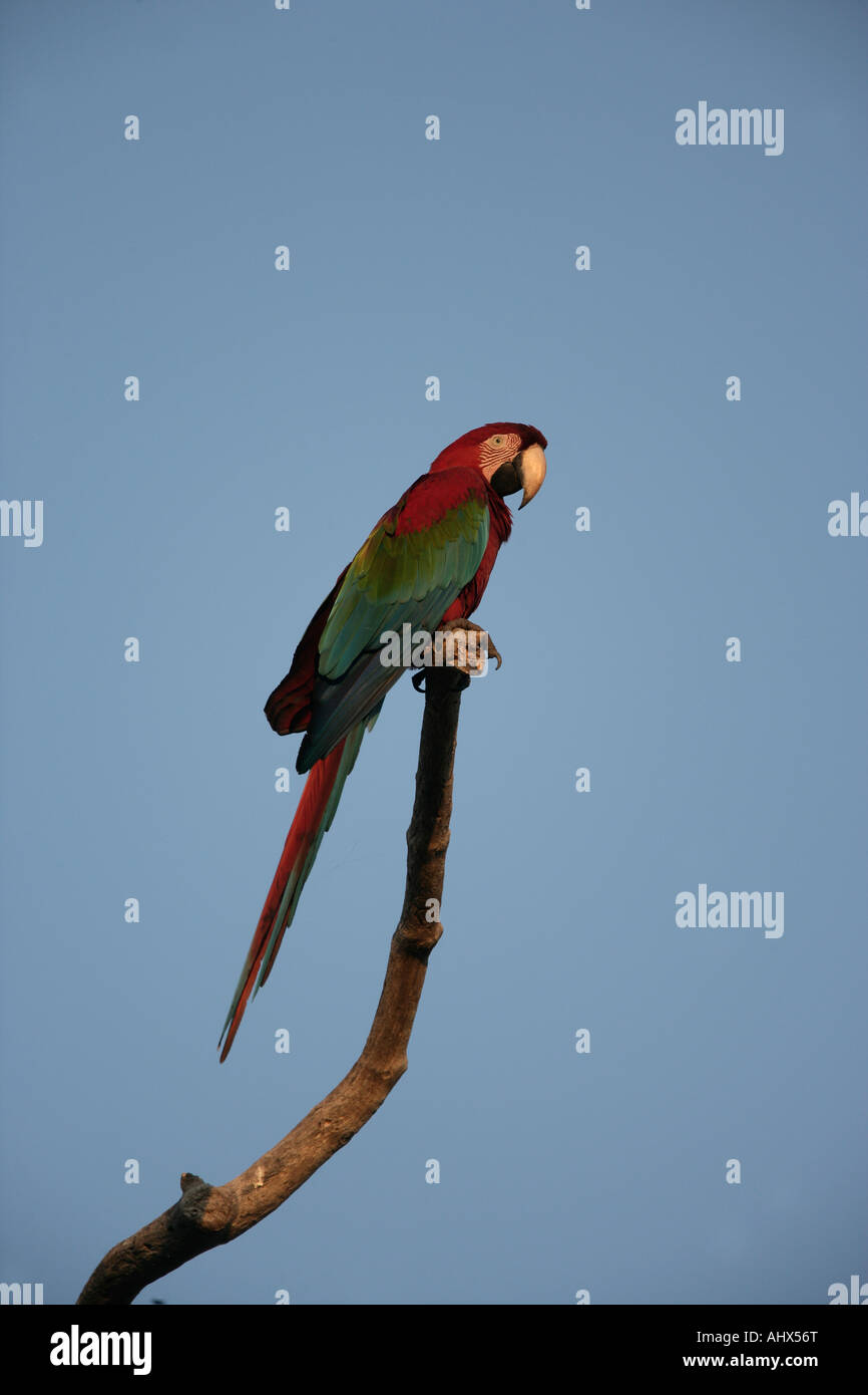 Red and green macaw Ara chloropterus Brazil Stock Photo